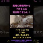 保護犬、保護猫のススメ（花子からのお願い）（動画）