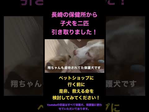 保護犬、保護猫のススメ（花子からのお願い）（動画）