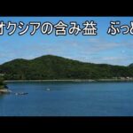 キオクシア 含み益ぶっとびカウントダウンLIVE（動画）